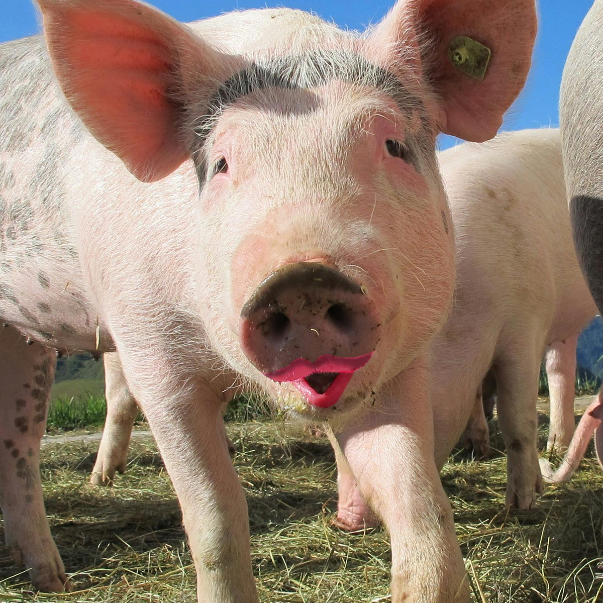 You can't put lipstick on a pig and call it innovation